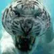 Profile picture of @Karthrag_inak